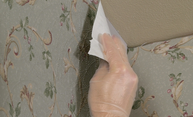 Removing wallpaper