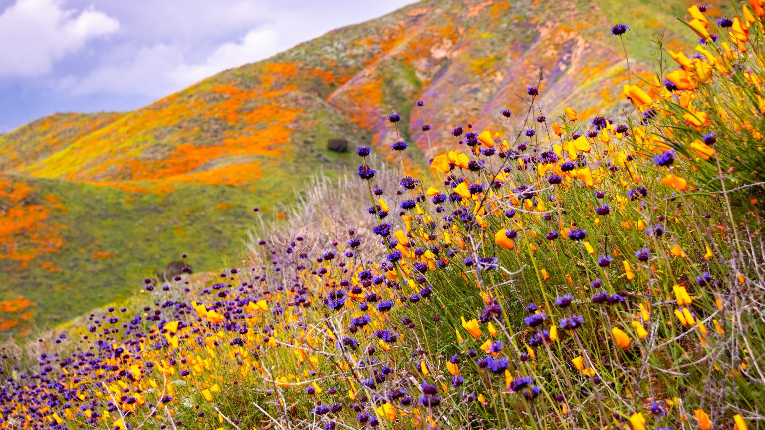 A field of colourful wildflowers