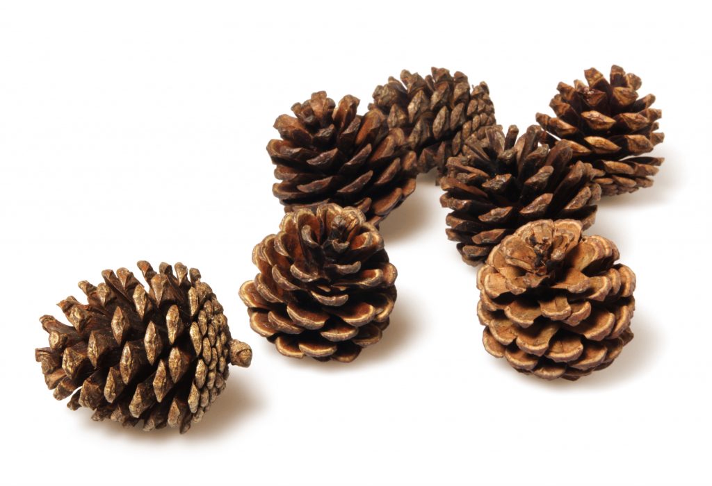 A cluster of seven pinecones 