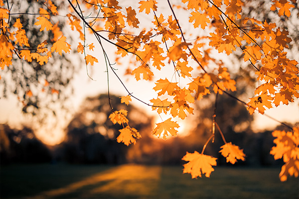 Autumn Scenery Image